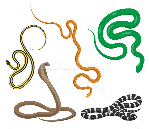Kígyók felső kilátás vektoros ikonok szett mérges Stock fotó © robuart