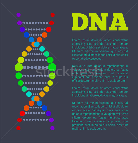 DNA Chain Part in Rainbow Colors on Info Poster Stock photo © robuart