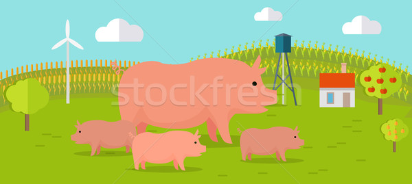 Pigs on Farmyard Concept Illustration. Stock photo © robuart