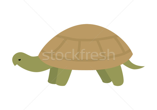 Turtle Vector Illustration in Flat Design Stock photo © robuart