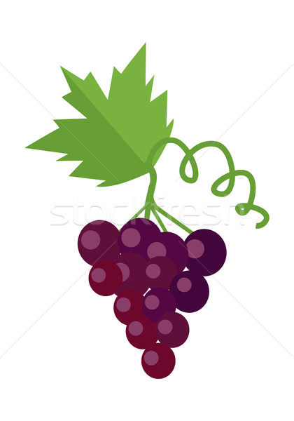 Bunch of Red Wine Grape Stock photo © robuart