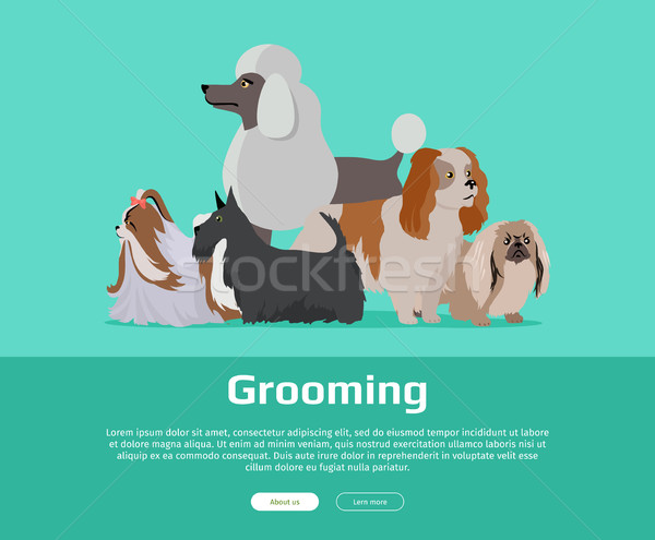 Dog Grooming Banner. Long Haired Dog Breeds Stock photo © robuart