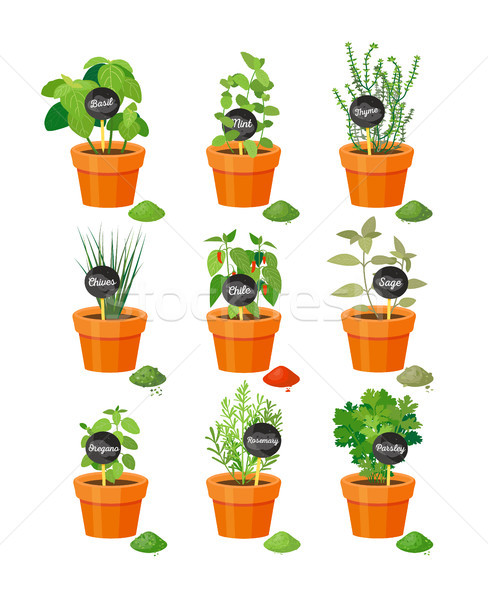 Set of Useful Herbs in Brown Pots with Labels Stock photo © robuart