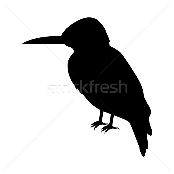 Kingfisher design vecteur oiseaux faune noir Photo stock © robuart