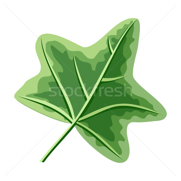 Stock photo: Ivy Green Leaf Isolated on White. Hedera or Ivies