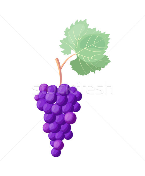 Wine Grapes Icon Vector Illustration on White Stock photo © robuart