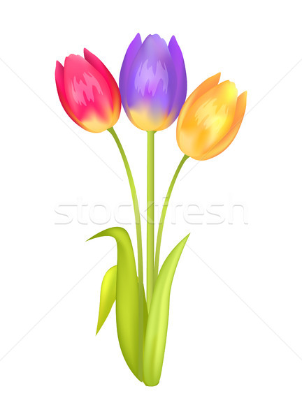 Colorful Bouquet with Three Tulips of Multi Color Stock photo © robuart
