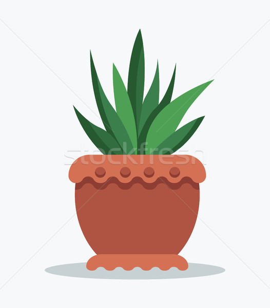 House Plant Tropical Ananas in Clay Pot for Decor Stock photo © robuart