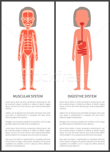 肌肉發達 消化系統 海報 解剖 文本 商業照片 © robuart