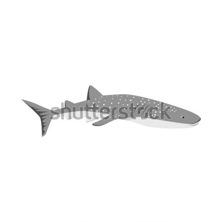 Marine räuber Hai Design gefährlich Schwanz Stock foto © robuart