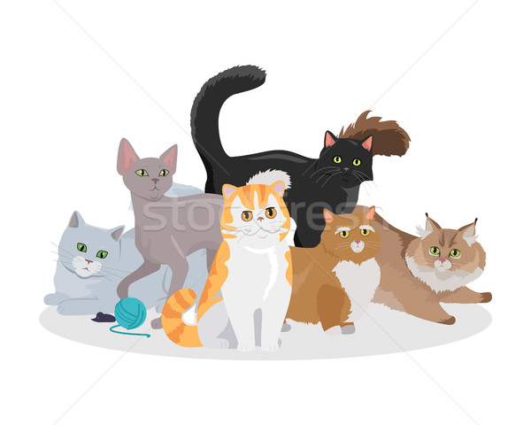 Cats Breeds Flat Vector Web Banner Stock photo © robuart