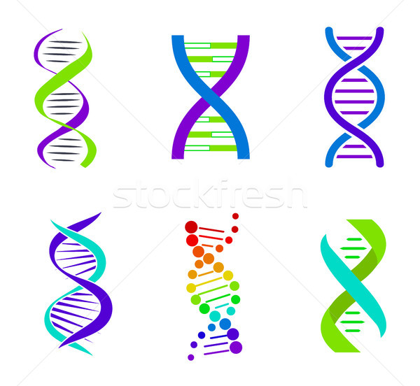 Colorful DNA Spirals, Bright Vector Illustration Stock photo © robuart