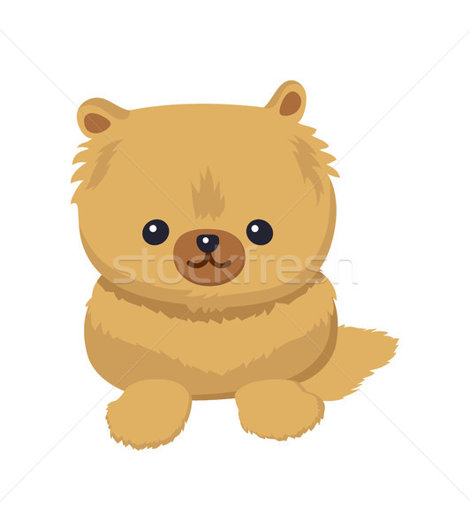 Dwarf Spitz Picture Poster Vector Illustration Stock photo © robuart