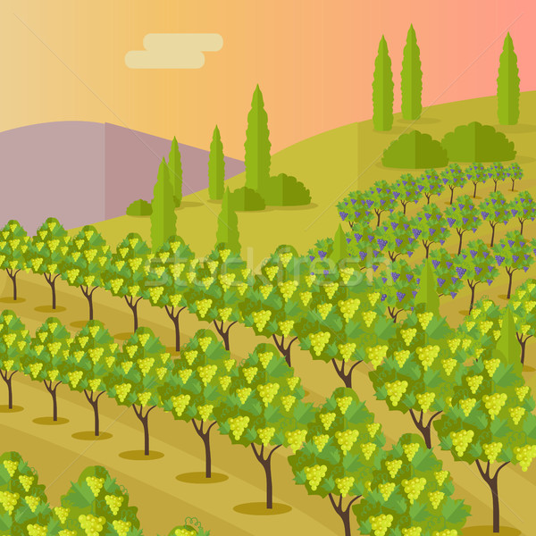 Rural Landscape with Vineyard Stock photo © robuart