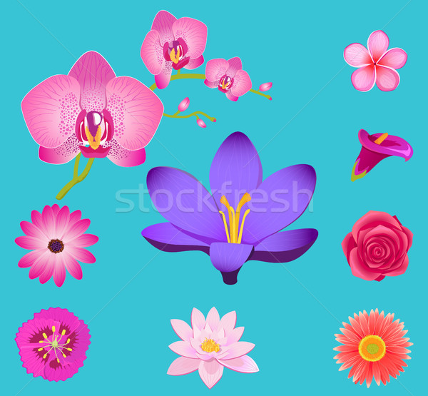 Bloemen collectie geïsoleerd azuur vector poster Stockfoto © robuart