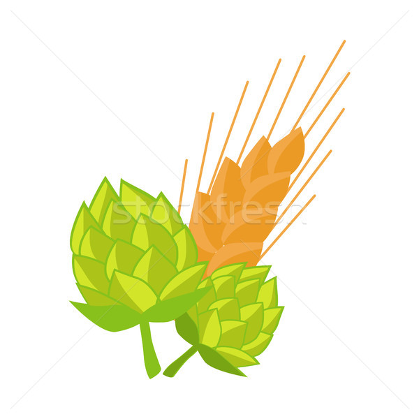 Hop and Golden Ears of Wheat Vector Illustrations Stock photo © robuart