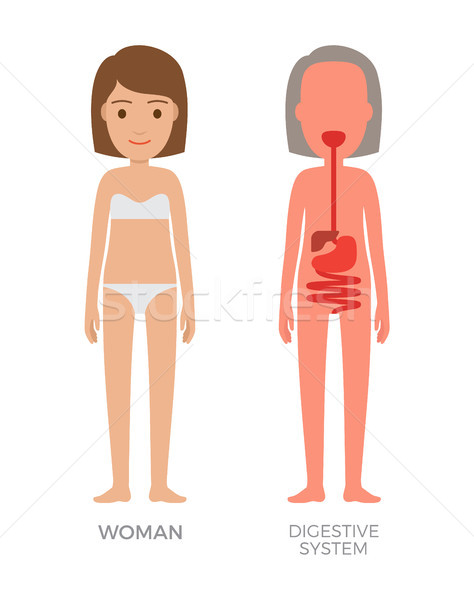 Digestive System and Woman Vector Illustration Stock photo © robuart