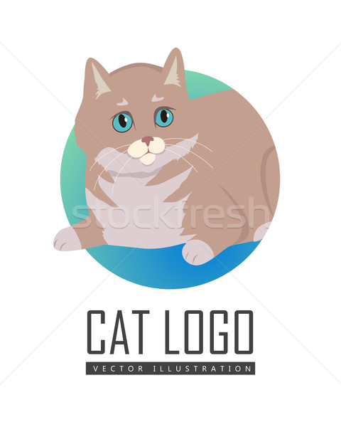 European Shorthair Cat Flat Vector Illustration Stock photo © robuart