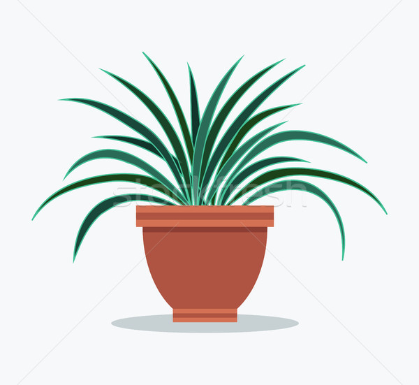 Stock photo: Dracaena House Plant with Long Thin leaves in Pot
