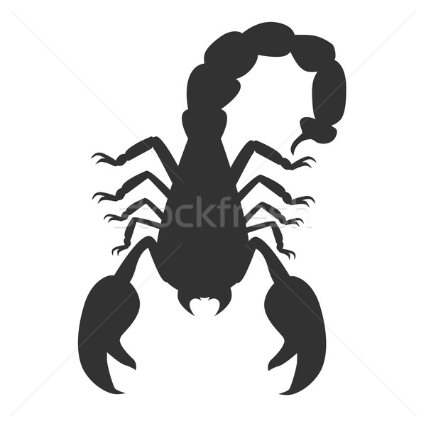 Skorpion Tier isoliert weiß giftig schwarz Stock foto © robuart