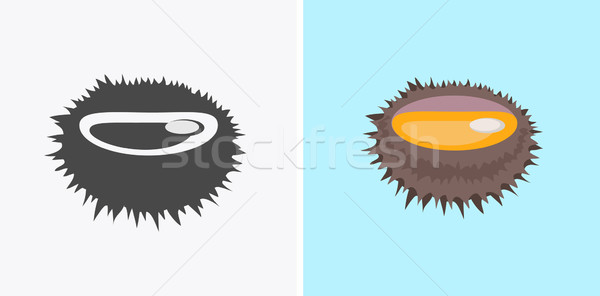 Sea Urchin Vector Flat Design Illustration Stock photo © robuart