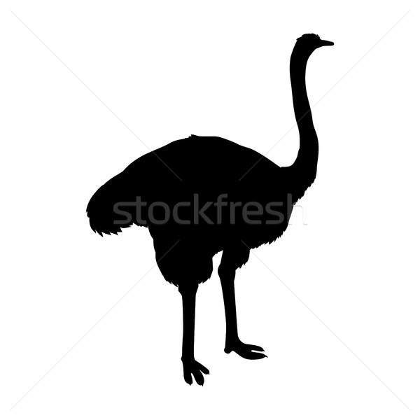 Stockfoto: Struisvogel · ontwerp · vector · vogels · savanne · zwarte