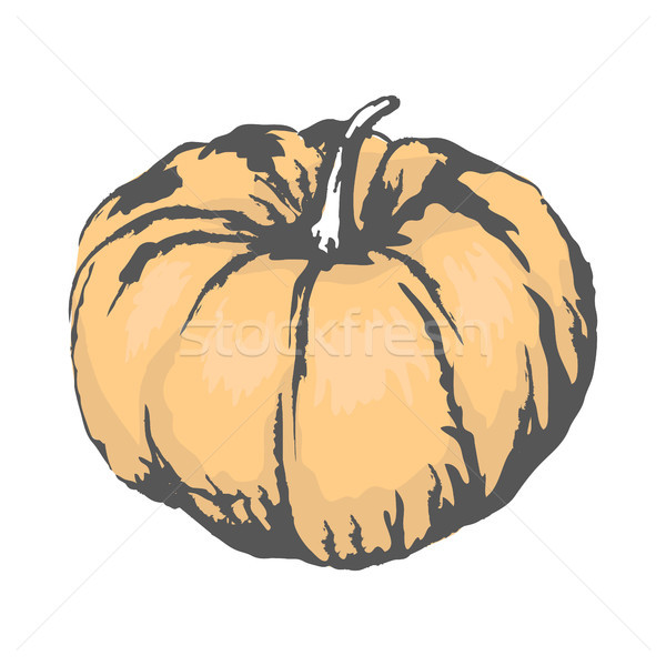 Sweet Ripe Pumpkin Isolated Sketch Illustration Stock photo © robuart