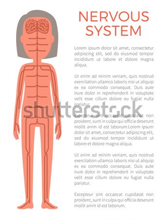 Blood and Nervous Systems Sample of Body Build Stock photo © robuart