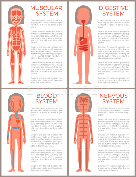 Blood Muscular Digestive and Nervous Systems Set Stock photo © robuart