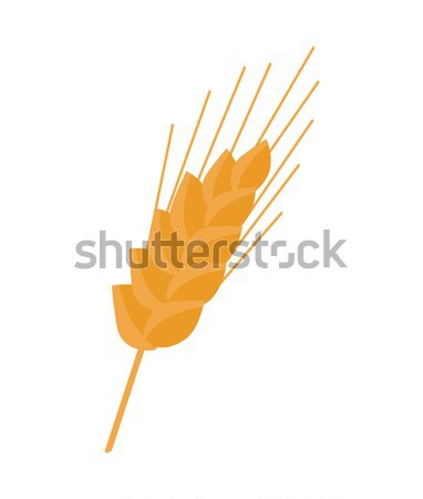 Wheat spike Vector Illustration in Flat Style Design.   Stock photo © robuart