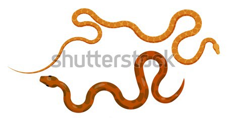 Slither Red Python Snake Top View Vector Icon Stock photo © robuart
