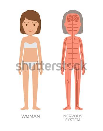 Stock photo: Skeleton Blood Nervous and Digestive Systems Build