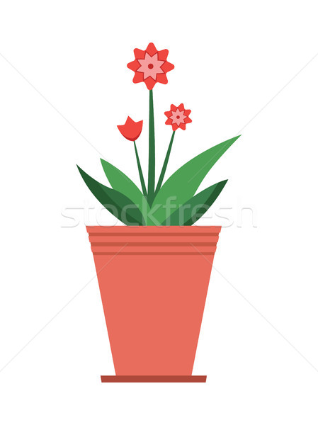 Mandevilla Plant in Brown Pot Vector Illustration Stock photo © robuart