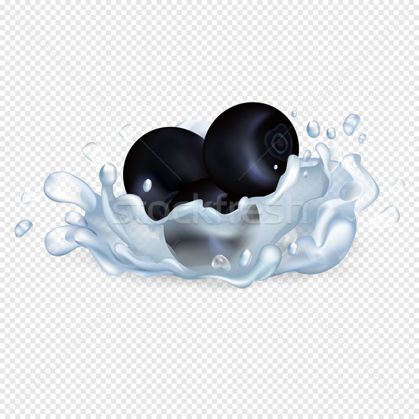 Szeder tiszta víz cseppek fekete ribiszke nagy Stock fotó © robuart