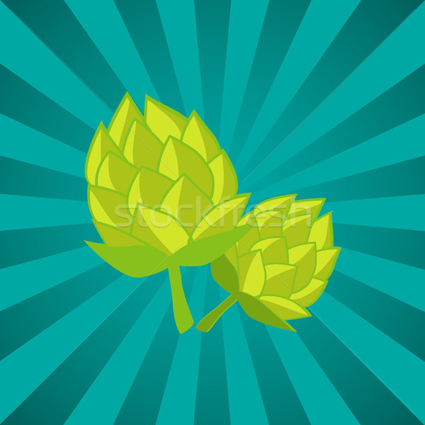 Green Humulus Hop Vector Illustration Isolated Ray Stock photo © robuart