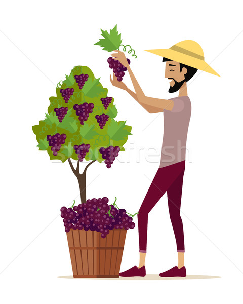 Man Picking Grape During Wine Harvest Stock photo © robuart