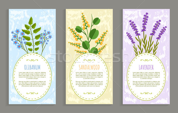 Lavender and Olibanum Set Vector Illustration Stock photo © robuart