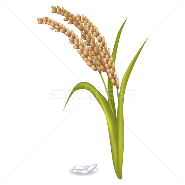 Paddy Ears with Rice Grain Pile on White Poster Stock photo © robuart