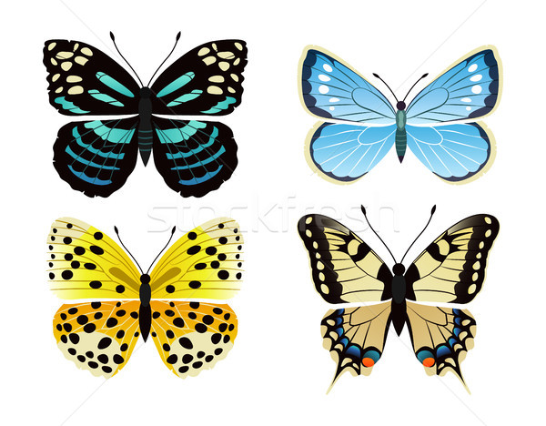 Butterflies Types Set of Icons Vector Illustration Stock photo © robuart
