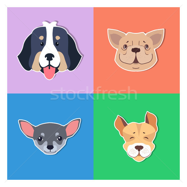 Four Canine Heads of Pedigreed Dogs Doggie Concept Stock photo © robuart