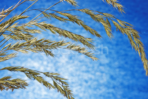 Stok fotoğraf: çim · tohumları · kuru · tohum · mavi · gökyüzü · bulutlar