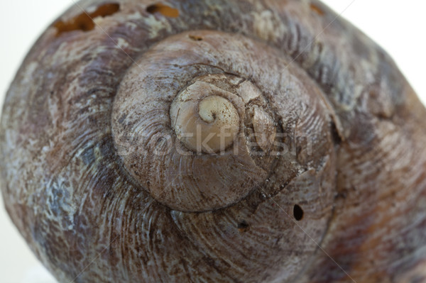 Csiga kagyló extrém közelkép kert természet Stock fotó © rogerashford