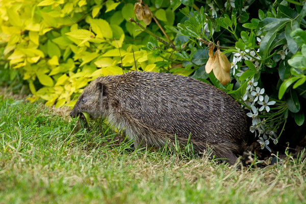 Female Hedgehog Stock photo © rogerashford
