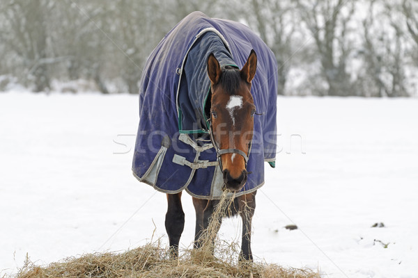 Thoroughbred Horse Eating Hay in Snow Stock photo © rogerashford