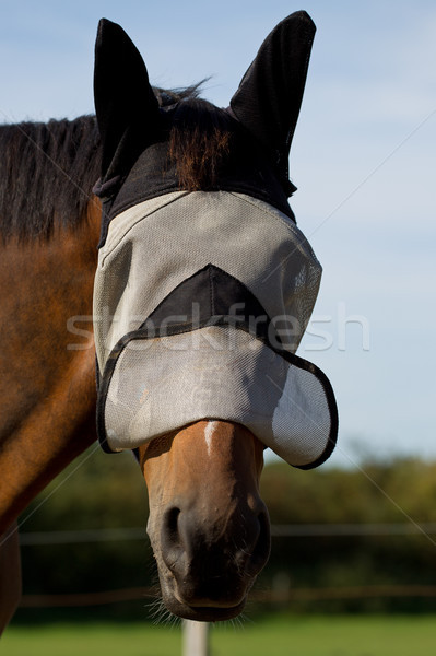 Thoroughbred Horse in a Fly Mask Stock photo © rogerashford