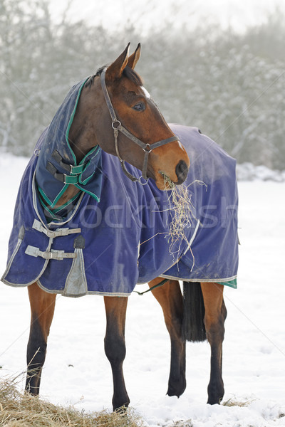 Thoroughbred Horse Eating Hay in Snow Stock photo © rogerashford