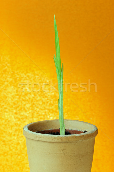 Plântula jovem crescente planta pote primavera Foto stock © rogerashford