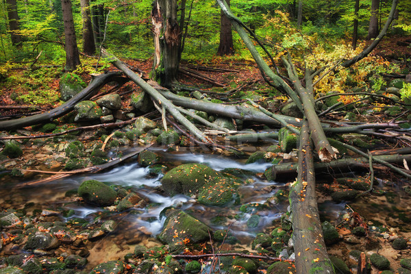 Stream alberi autunno foresta tempesta montagna Foto d'archivio © rognar