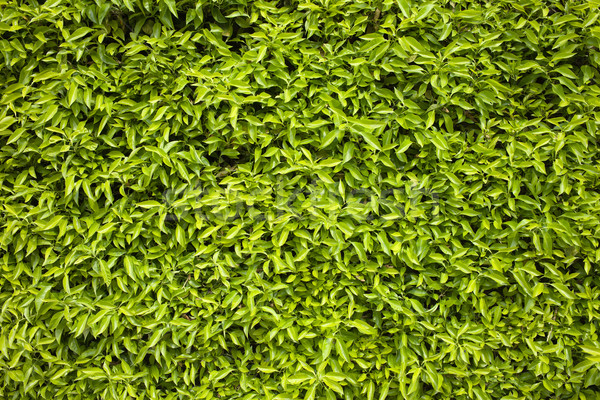 Green Leaves Background Stock photo © rognar
