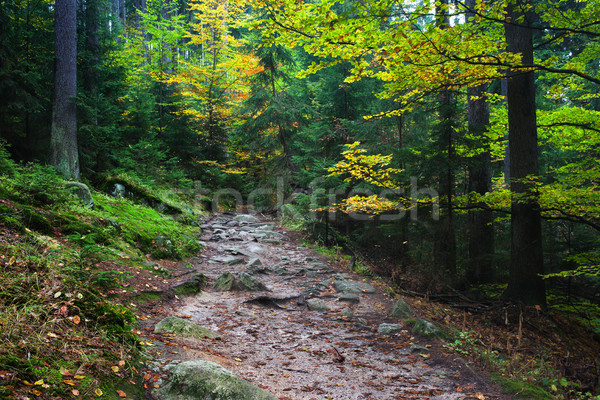 [[stock_photo]]: Sentier · automne · montagne · forêt · montagnes · baisser